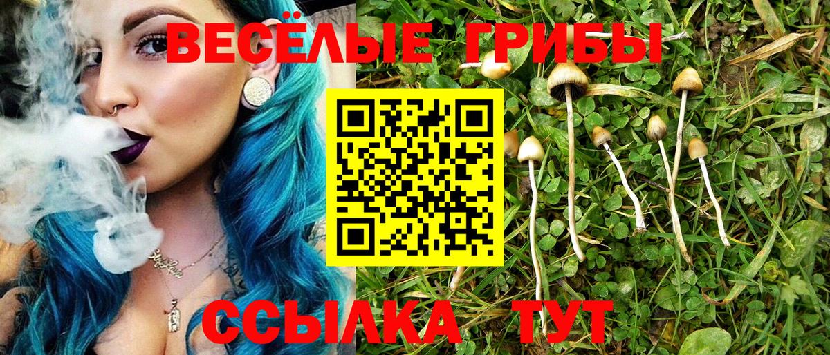 Псилоцибиновые грибы Psilocybine cubensis Кандалакша
